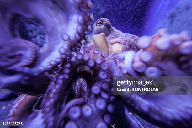 An octopus swims inside one of 19 tanks of the Scientific Aquarius at the Zoological station "Anton Dohrn" in Naples.