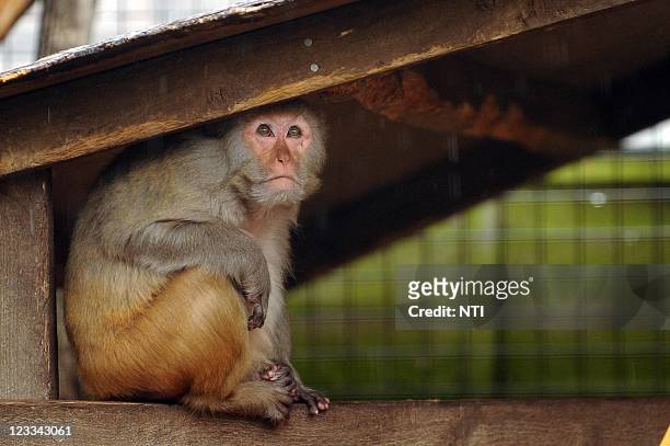Rhesus Monkey takes shelter in his enclosure as rain begins to fall, at the Drayton Park Manor zoo, August 28, 2011 in Drayton Park, England.