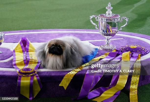 Pekingese dog "Wasabi" is seen with the trophy after winning Best in Show at the 145th Annual Westminster Kennel Club Dog Show June 13, 2021 at the...