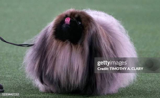 David Fitzpatrick with his Pekingese "Wasabi" are seen during the judging before winning Best in Show at the 145th Annual Westminster Kennel Club Dog...