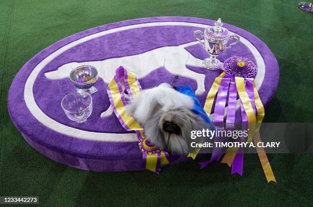 Pekingese dog "Wasabi" is seen with the trophy after winning Best in Show at the 145th Annual Westminster Kennel Club Dog Show June 13, 2021 at the...