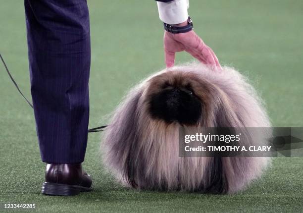 David Fitzpatrick with his Pekingese "Wasabi" are seen after winning Best in Show at the 145th Annual Westminster Kennel Club Dog Show June 13, 2021...