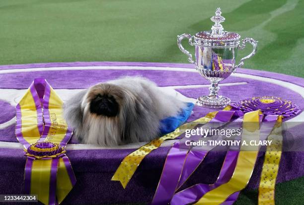 Pekingese dog "Wasabi" is seen with the trophy after winning Best in Show at the 145th Annual Westminster Kennel Club Dog Show June 13, 2021 at the...