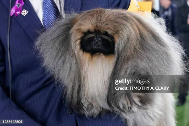 David Fitzpatrick with his Pekingese "Wasabi" are seen after winning Best in Show at the 145th Annual Westminster Kennel Club Dog Show June 13, 2021...