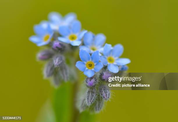 June 2021, Brandenburg, Sieversdorf: Flowers of a field forget-me-not . The tiny little flowers are only 2 to 3 millimetres in size. Photo: Patrick...
