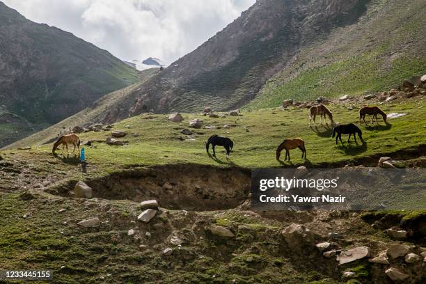 Horses graze in a meadow on June 13, 2021 in Mini Marg, 120 km east of Srinagar, the summer capital of Indian administered Kashmir, India. The Zoji...
