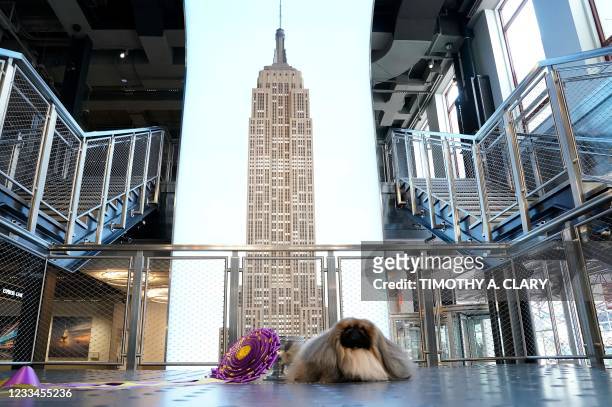 Wasabi, the Pekingese, poses for the media at the Empire State building in New York on June 14 following his win at the 145th Westminster Kennel Club...