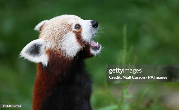 Red Panda is fed while Tanaiste Leo Varadkar visits Dublin Zoo. Picture date: Wednesday June 16, 2021.