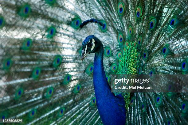 Male peacock spreads out his tail feathers in front of a home on Mountain View Ave. In Pasadena. Peacocks have flourished during the pandemic as...