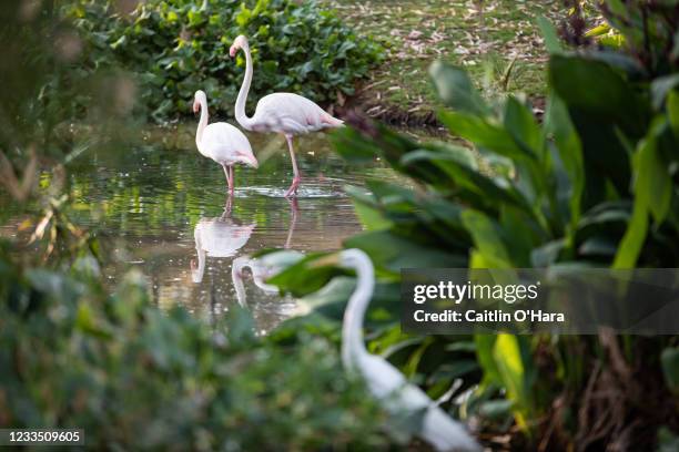 Flamingos and a snowy egret at the Phoenix Zoo on June 17, 2021 in Phoenix, Arizona. The National Weather Service has issued an Excessive Heat...