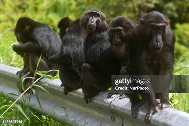 Herd of wild Sulawesi black macaques sits on the side of the road waiting for drivers to give food in the Coffee Garden Mountains Area, Parigi...