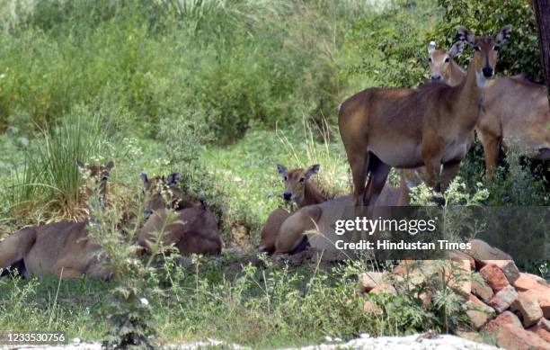 Herd of Nilgai resting in the forest area behind Hindon Air Force Station on June 18, 2021 in Ghaziabad, India.