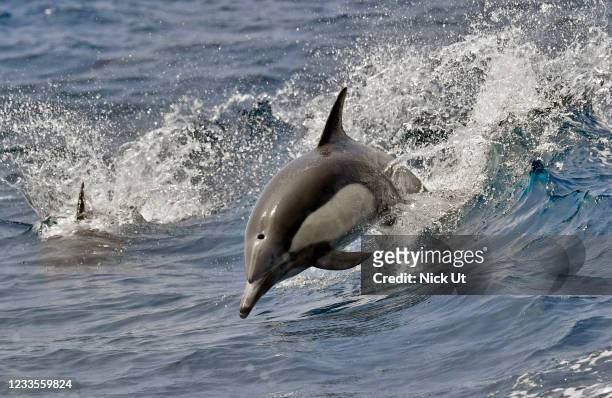 June 19: - A dolphin jump out of water June 19, 2021 in LONG BEACH, California.