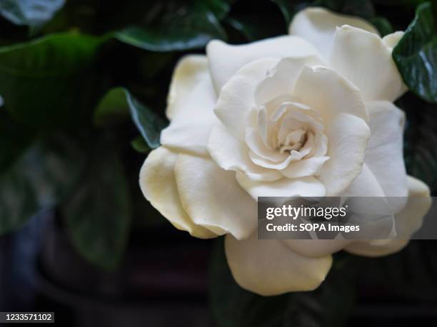 Small White Tea Roses 1,041 White Rose Tea Stock Photos, High-Res Pictures, and Images ...
