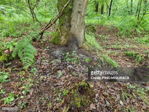 This general view shows the base of a tree in a forest area of Nationaal Park Hoge Kempen in Dilsen-Stokkem, Limburg Province on June 21 where the...