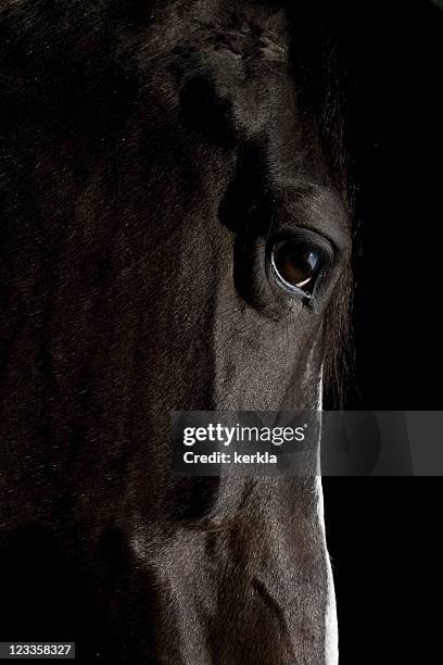 black horse - horse eye stockfoto's en -beelden