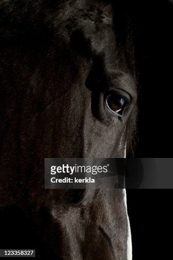 2,276 Black Horse Face Photos and Premium High Res Pictures - Getty Images