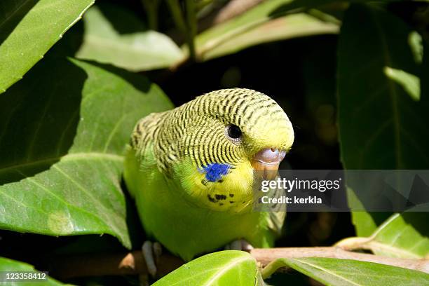 young budgie in a tree - budgie stock pictures, royalty-free photos & images