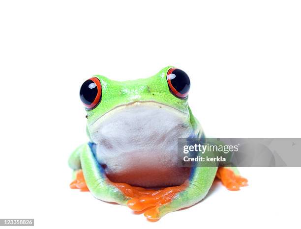 red-eyed tree frog - froschlurche stock-fotos und bilder