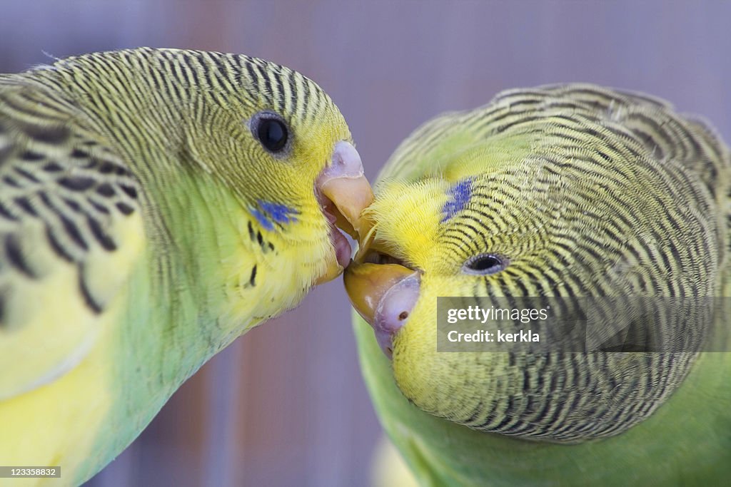 Two Cute Young Budgies High-Res Stock Photo Getty Images