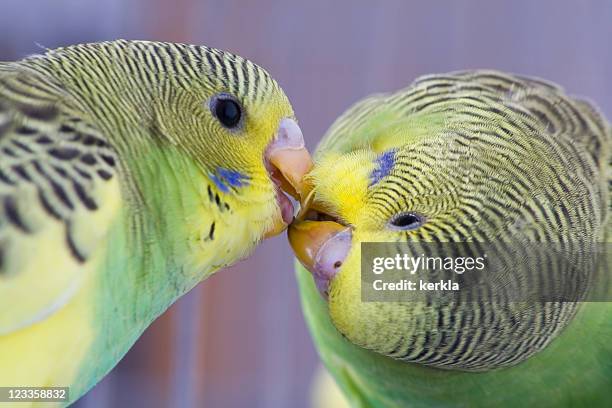 two cute young budgies - beak stock pictures, royalty-free photos & images