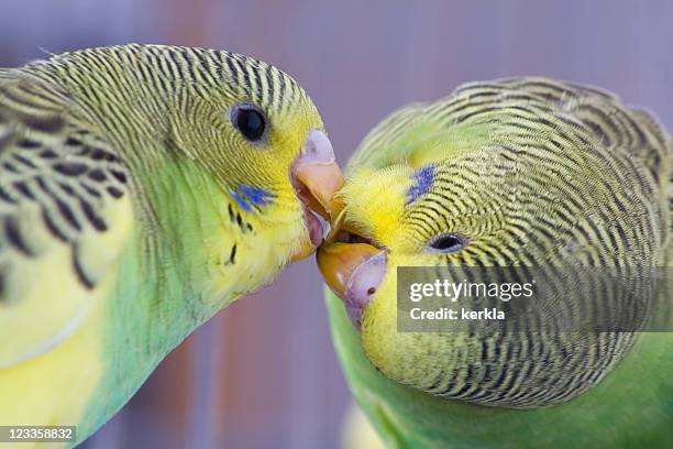 two cute young budgies - budgerigar stock pictures, royalty-free photos & images