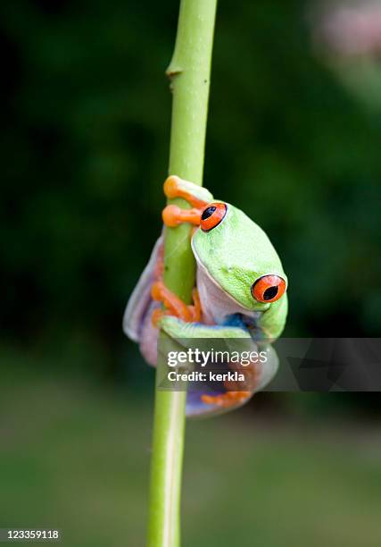 frog (agalychnis callidryas) sitting on a stem - blue frog stock pictures, royalty-free photos & images