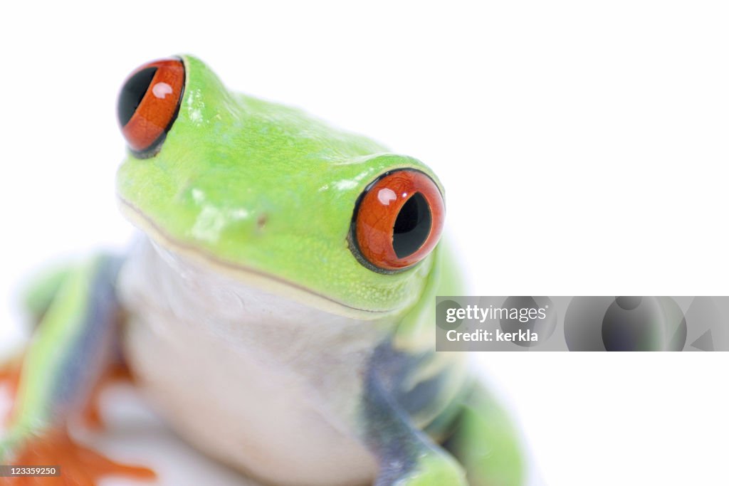 Red-eyed tree frog