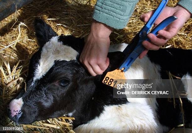 Une jeune agricultrice fixe une "boucle", équipée d'un code-bar, à l'oreille d'un veau de deux jours, le 28 novembre 2000 dans une étable à Pessac....