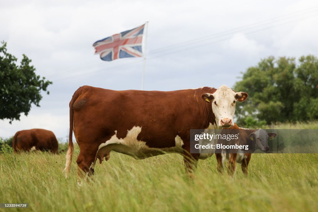 U.K. Cattle Farming as Australia Trade Deal Sparks Anger