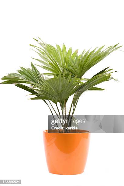 flowerpot de uma palmeira - vaso de flor imagens e fotografias de stock