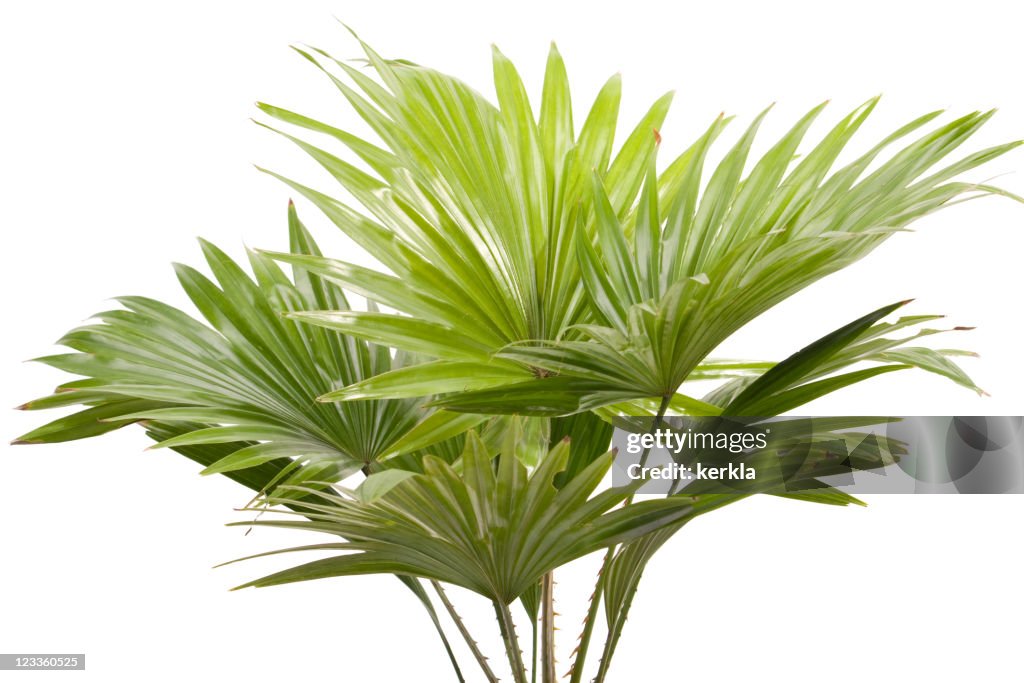 Palm leafes