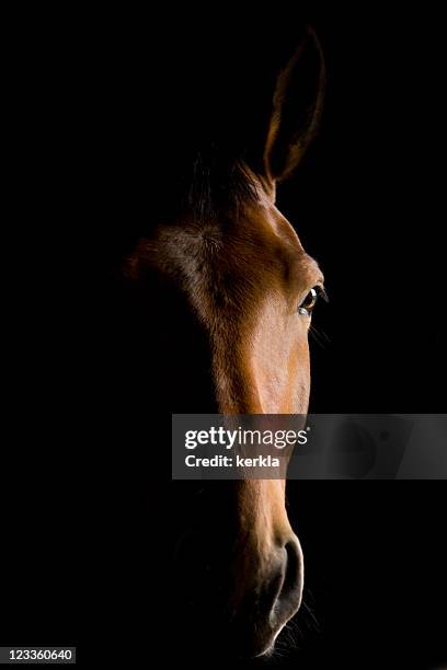 close-up of a brown horse head - horse eye stockfoto's en -beelden