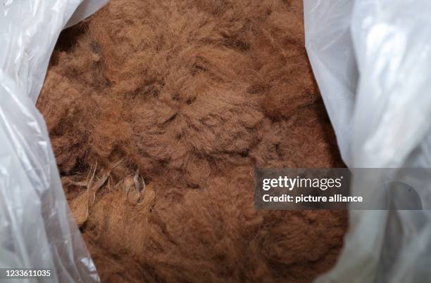 June 2021, Saxony-Anhalt, Halberstadt: Alpaca wool can be seen in a sack. For the eight alpacas from the zoo in Halberstadt there was a hairdressing...