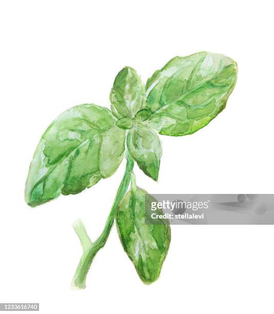 basil - watercolor painting isolated on white - basil stock illustrations
