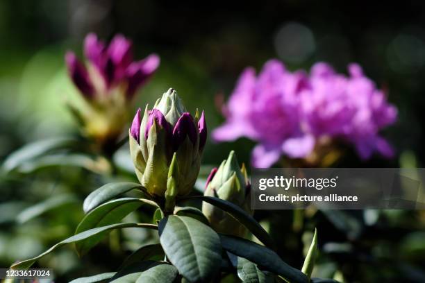May 2021, Lower Saxony, Brunswick: Rhododendron , also called rose tree or alpine rose, blooms in a garden. Photo: Stefan Jaitner/dpa