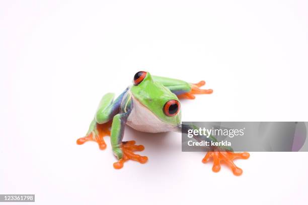 vibrant photo of a tree frog, on a white background - blue frog stock pictures, royalty-free photos & images