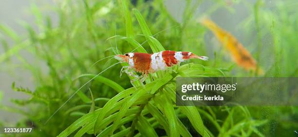 cristal rojo en acuario (caridina cf. cantonensis kristallrote zwerggarnele - planta de agua fotografías e imágenes de stock
