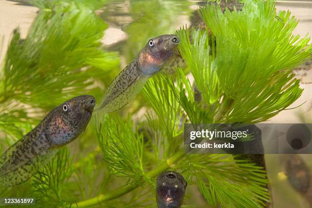 tadpoles in an aquarium - tadpole stock pictures, royalty-free photos & images