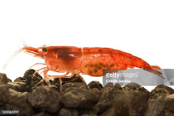red fire dwarf shrimp with eggs - stor räka bildbanksfoton och bilder