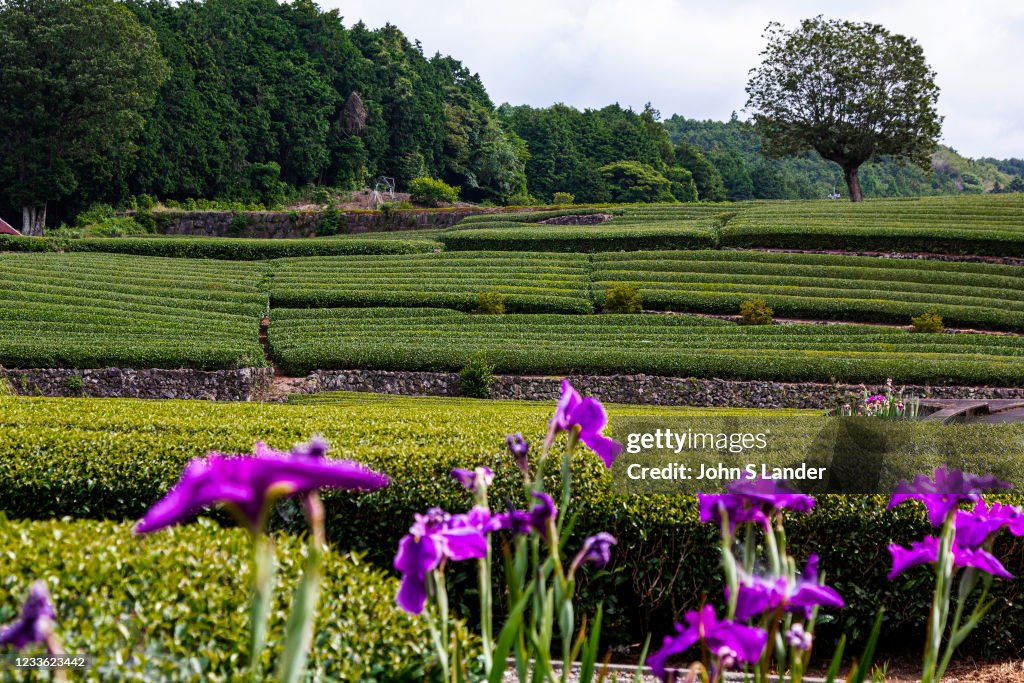 Obuchi Sasaba is a great spot for viewing Shizuokas green...