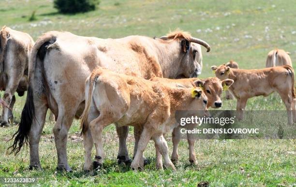In this photograph taken on June 8 cattle graze in a meadow in Udbina central Lika region of Croatia. - Almost 3,000 domestic and farm animals --...