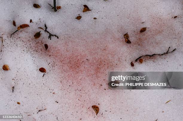 Red In Snow Snow Algae Photos and Premium High Res Pictures - Getty Images