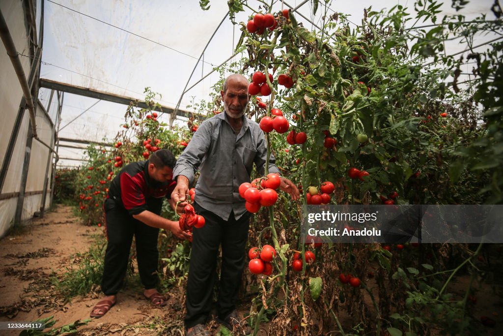 Israel's new condition to Gazaian farmers and traders: The stemless tomato