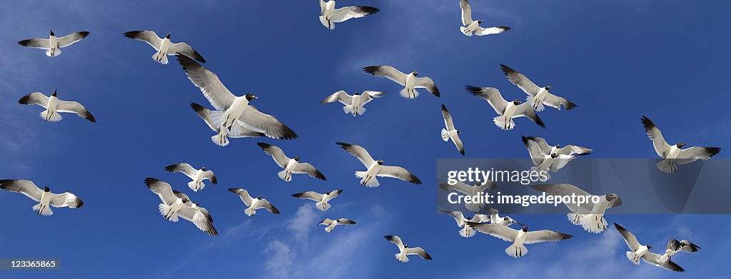 Flock Of Birds
