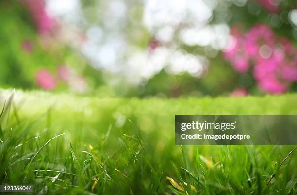 frescura - lawn - fotografias e filmes do acervo