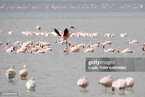 Flamingoes are seen at Lake Elmenteita, Kenya, on June 26, 2021.