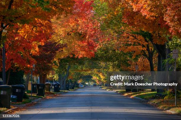 autumn tree avenue, chautauqua - norman stock-fotos und bilder