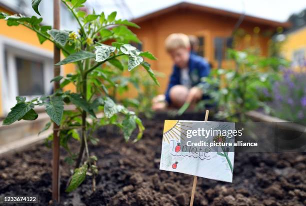 June 2021, Thuringia, Erfurt: Tomatoes grow in the school garden of the Montessori integration school in Erfurt. Unlike in the other federal states,...