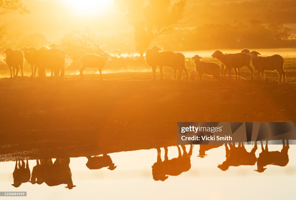 Looking at silhouettes and reflections of sheep around a waterhole at sunrise